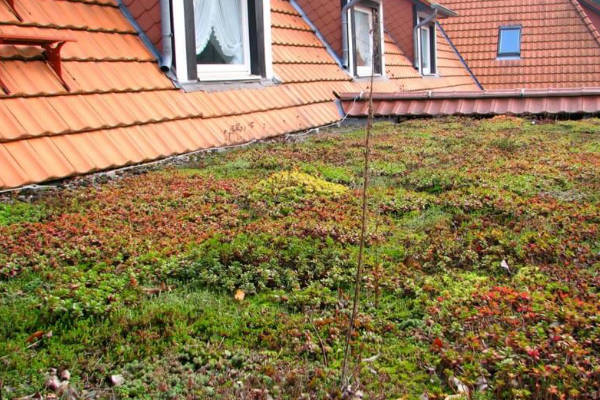Dachbegrünung - Bartos Flachdach