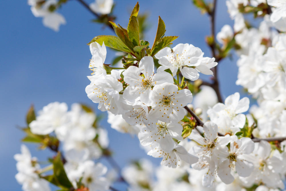 Blühender Baum für den Garten - Bartos Hagen