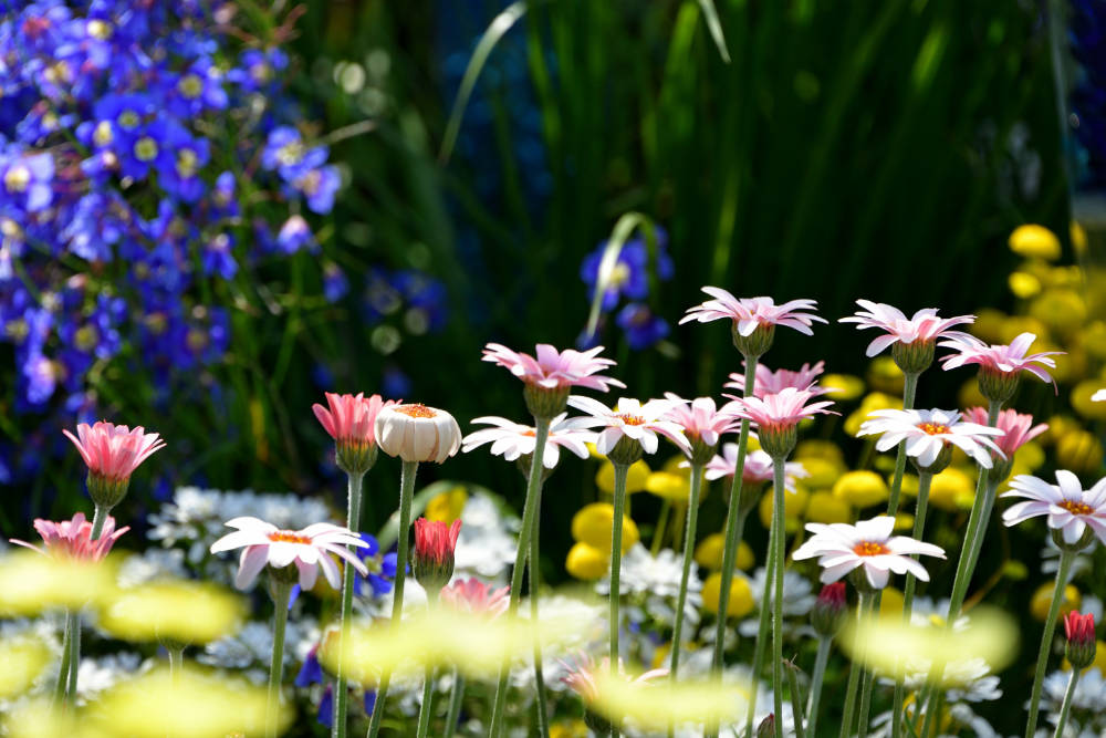 Gartenblumen - Bartos Hagen