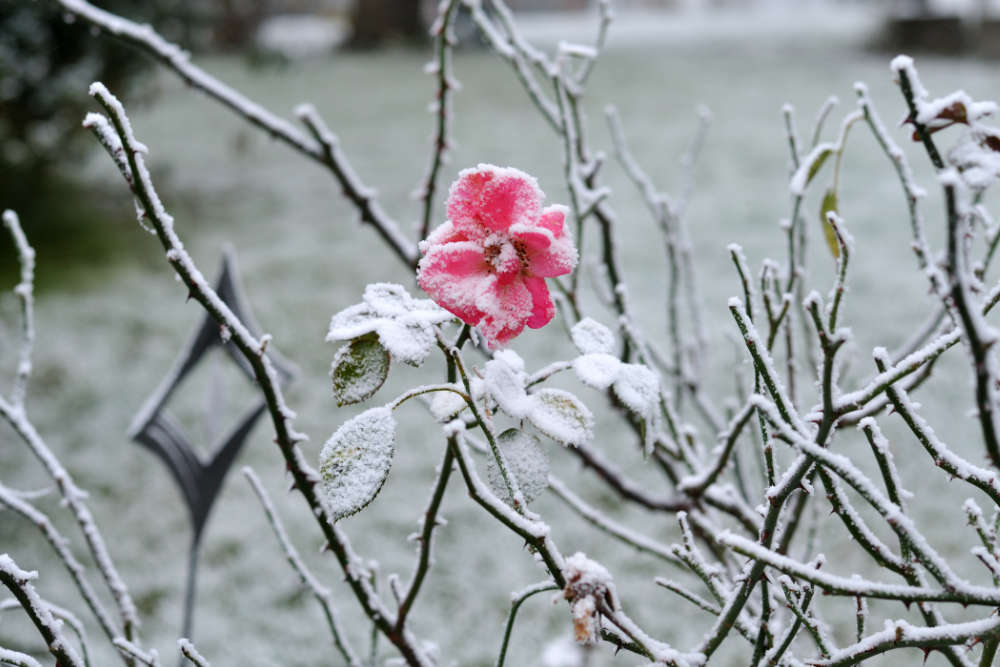 Garten im Januar - Bartos Hagen