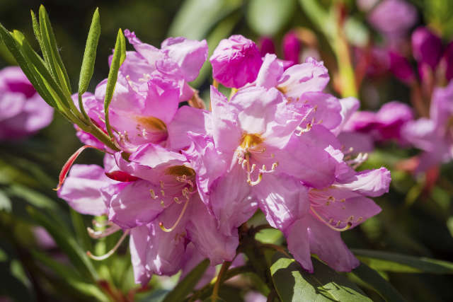 Rhododendron Pflege - Bartos Hagen