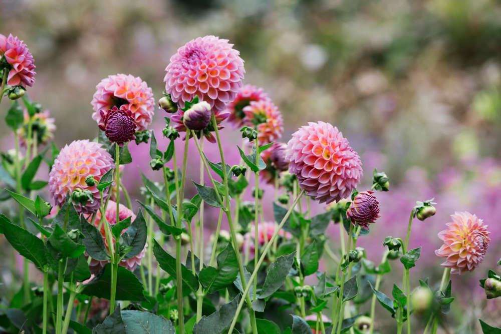 Dahlien Garten - Bartos Hagen