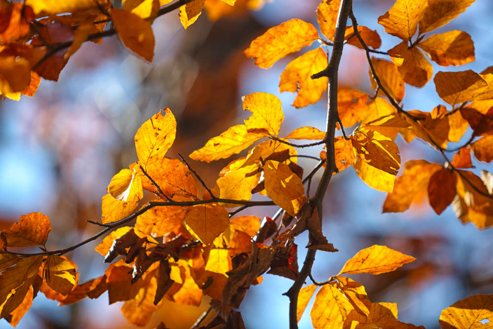 Gartenarbeiten Herbst - Bartos Hagen