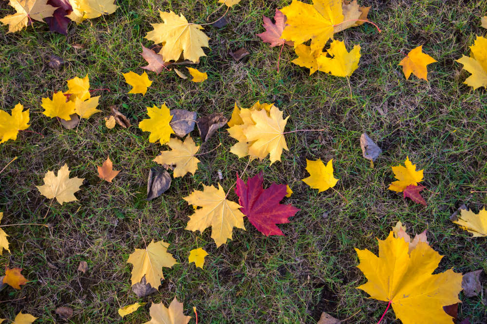 Herbstlaub - Bartos Hagen