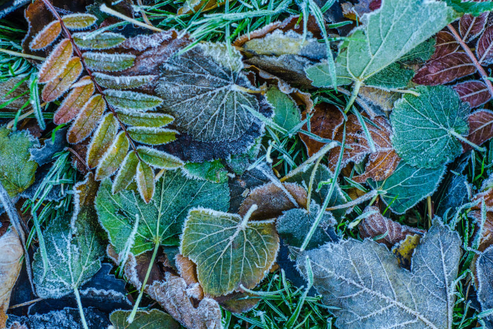 Gartenarbeit Dezember - Bartos Hagen