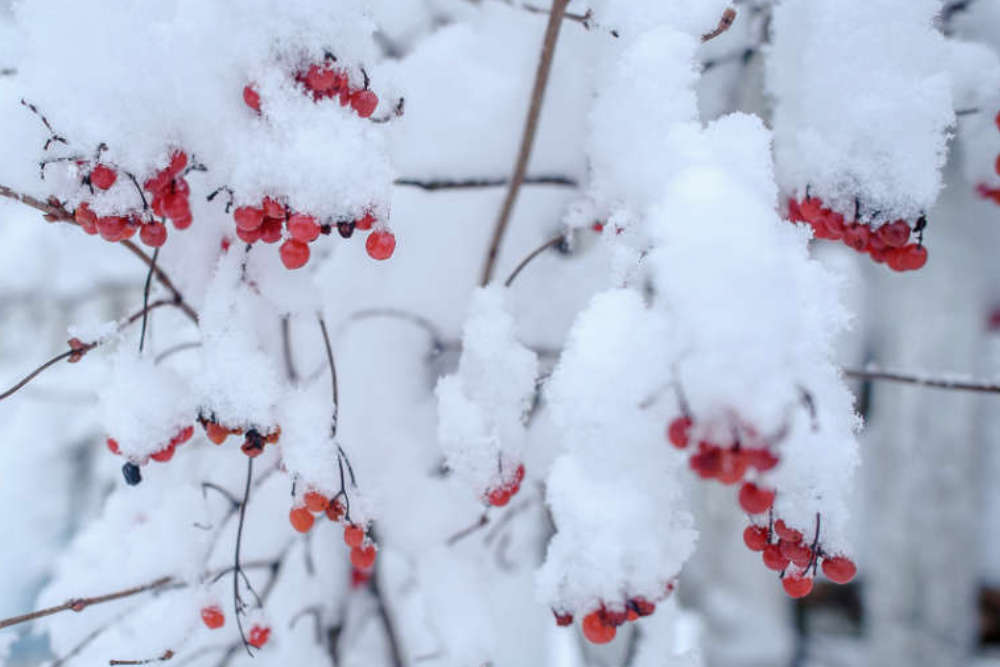 Gartenarbeiten Februar - Bartos Hagen