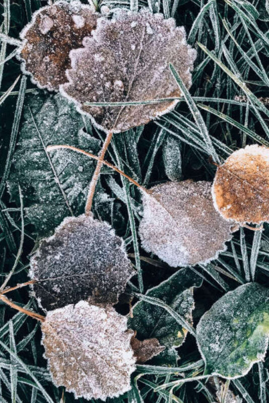 Gartenarbeiten Januar - Bartos Hagen