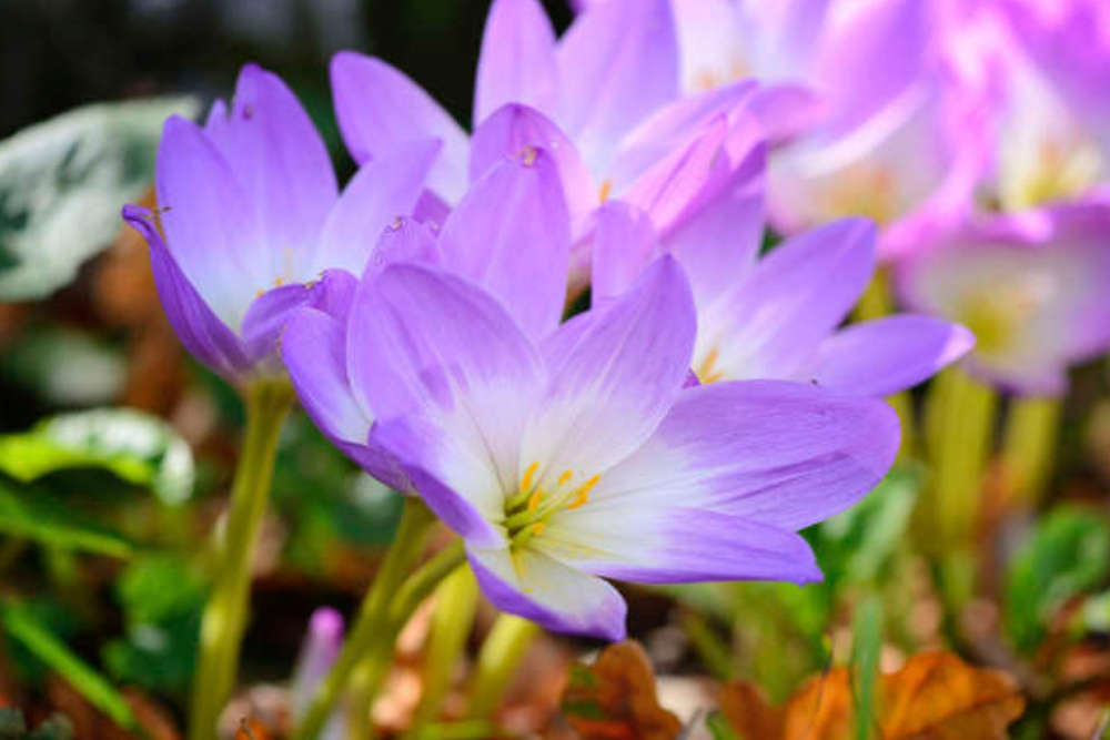 Gartenarbneiten März - Bartos Hagen