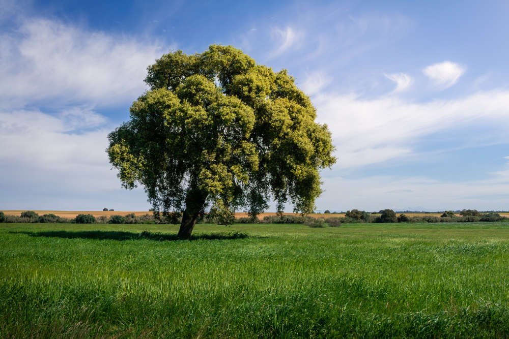 Immergrüne Bäume Baum Bartos Hagen