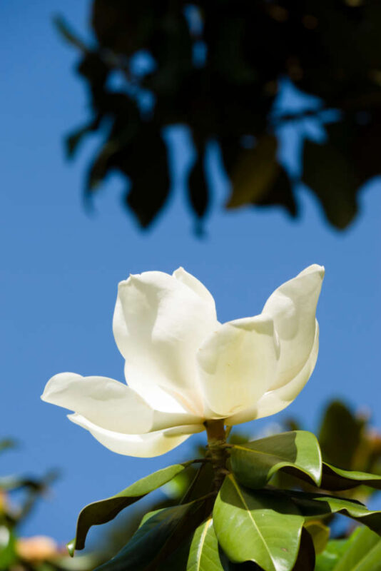 Immergrüne Bäume Magnolie Bartos Hagen