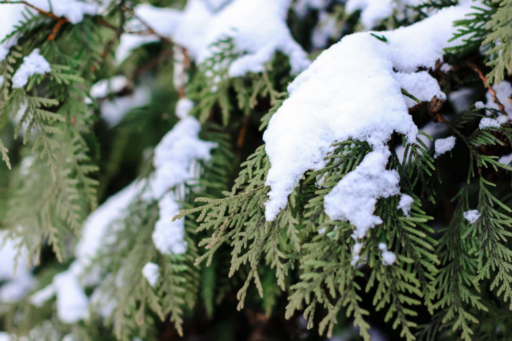 Immergrüne Bäume Thuja Bartos Hagen