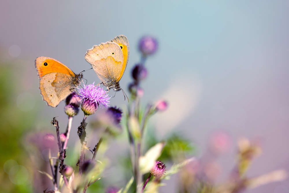 insektenfreundlich Header - Bartos Hagen