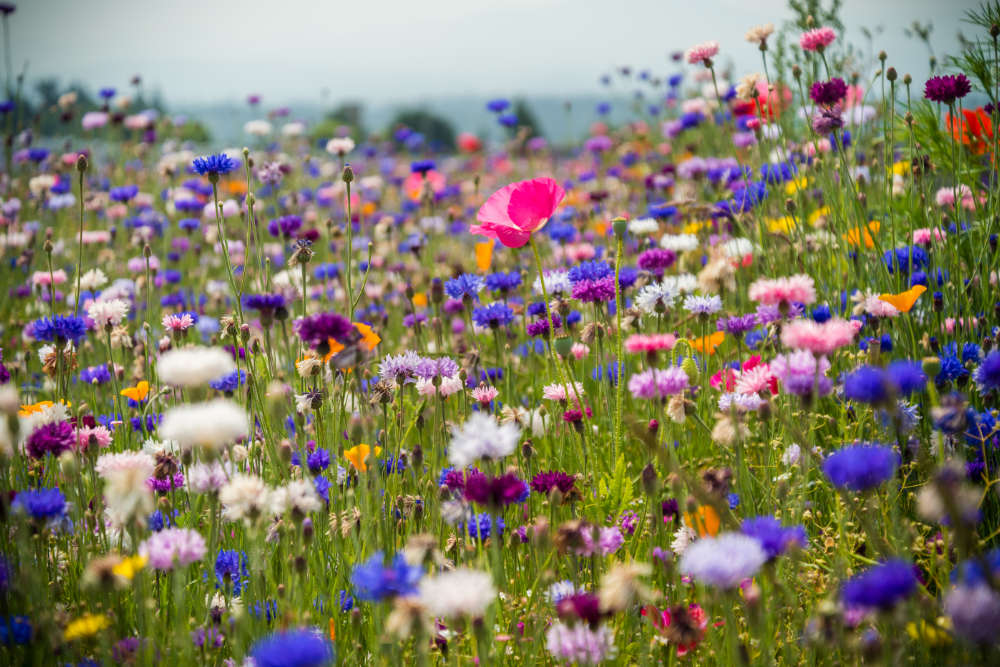 Blumenwiese Wiese