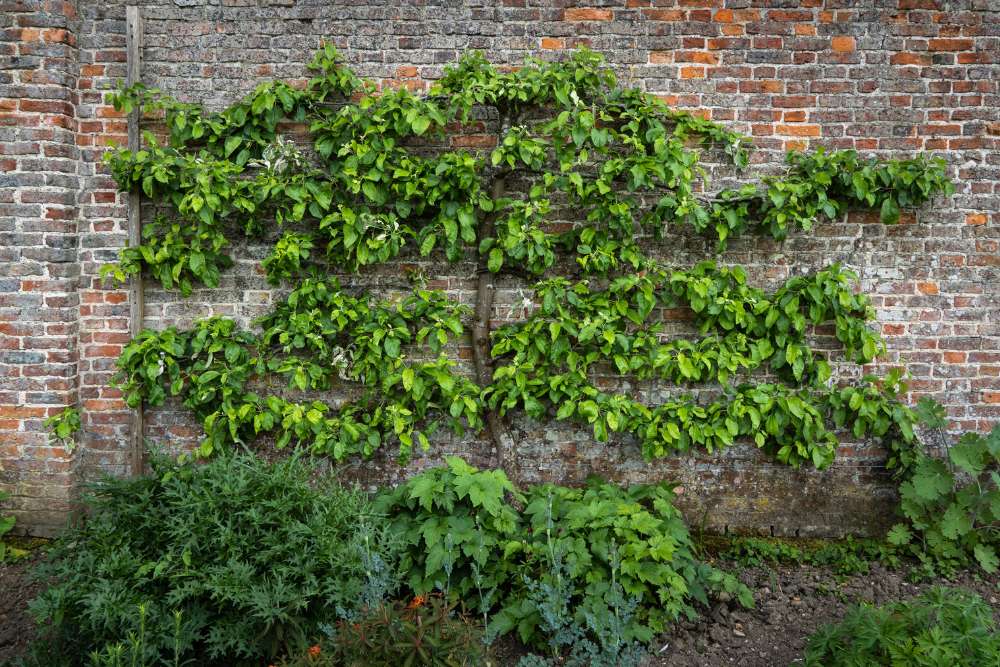 Spalierbaum Mauer