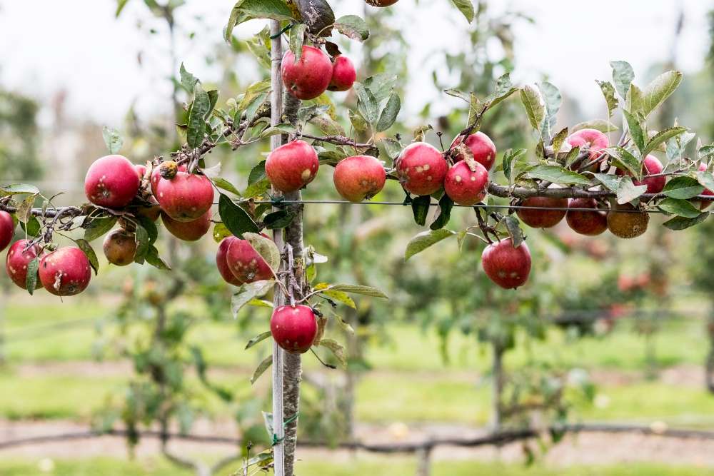 Spalierbaum Obstbaum