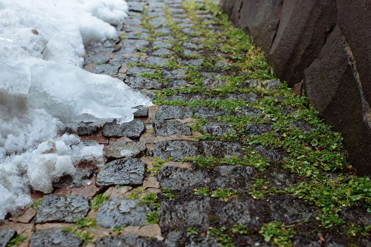 Grünflächenpflege Winter Rasenflächen Frostschäden Bereiche